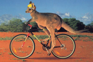 Kangaroo riding through the outback on what looks to be a hybrid bicycle (wearing a properly fitted helmet, of course)